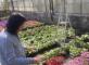 Les jardinières de la résidence se fleurissent ! Résidence Pierre Bocognano Bastia